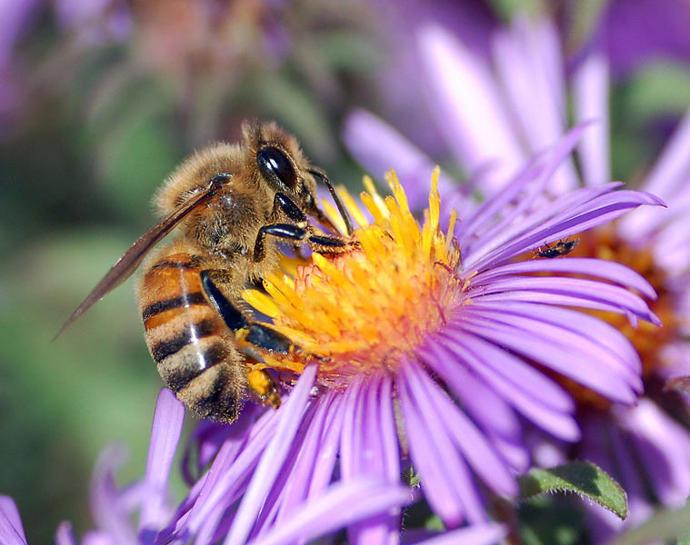 File:European honey bee extracts nectar.jpg